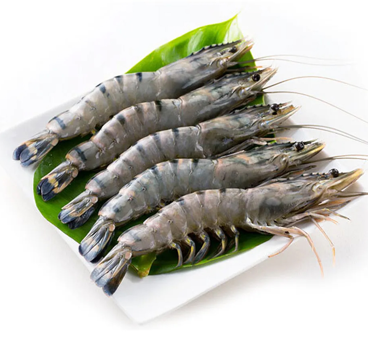 Head On Shrimp
